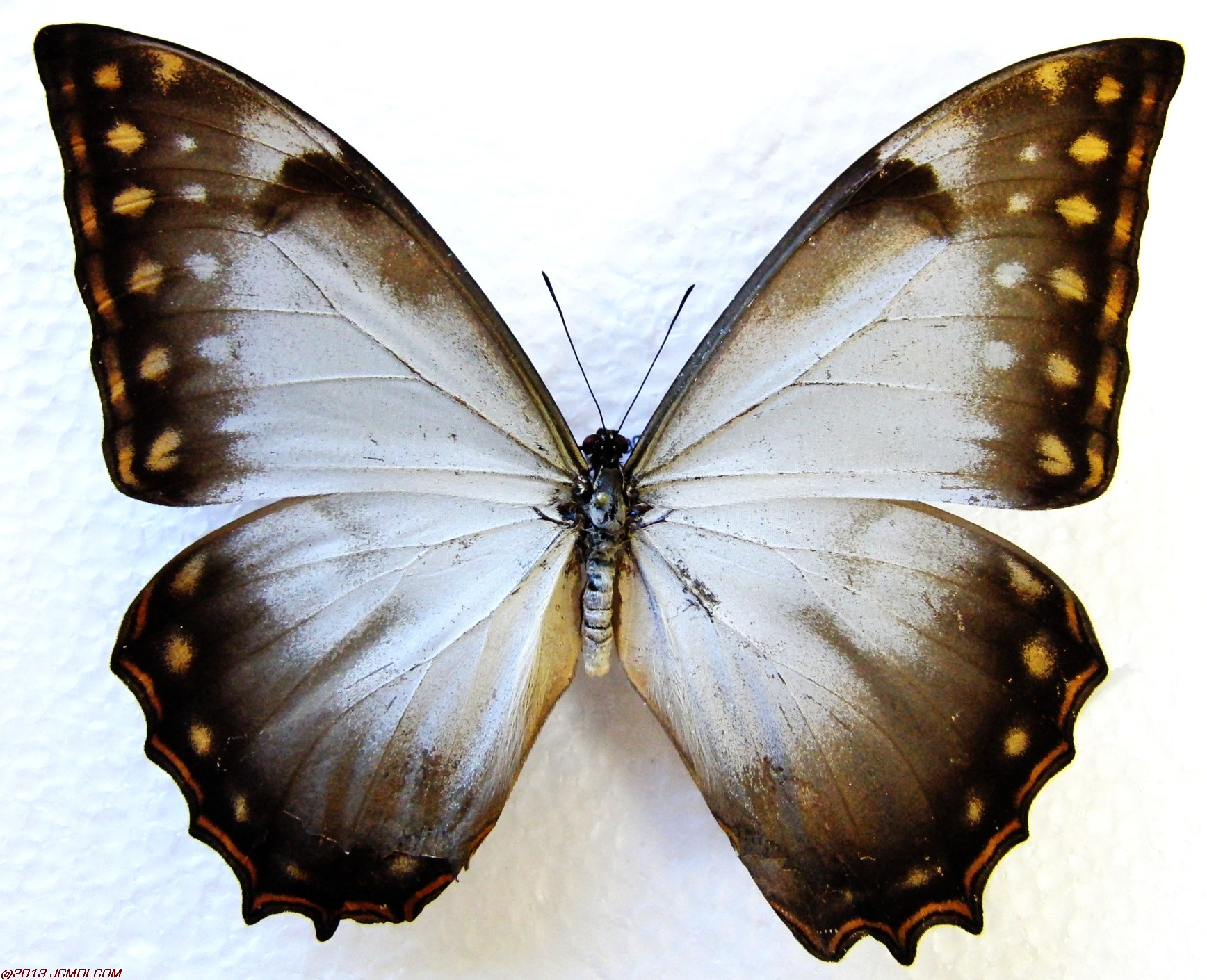 Morpho ssp